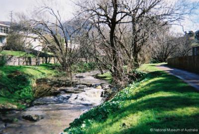 Hobart Rivulet Willows  -  South Hobart Rivulet Linear Park