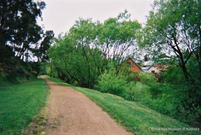 Willows on the Track near Tara Street  -  South Hobart Rivulet Linear Park