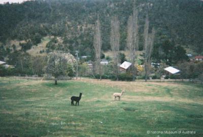 Alpacas in Turnip Fields -  The Huon Road