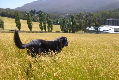 Winston Rees (2010-2024) loved the Cascade paddock
