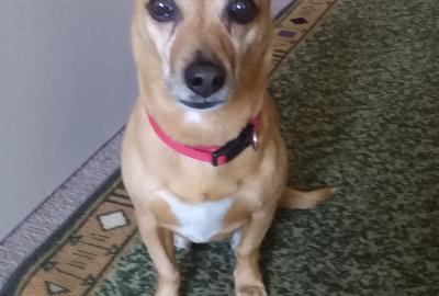 Trixie at ten years old