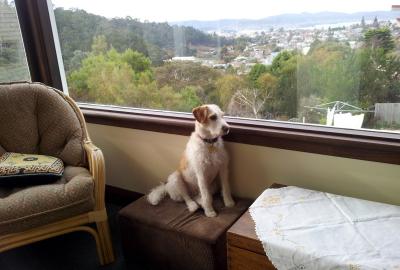 A South Hobart dog named Phoebe Howie on her favourite seat.