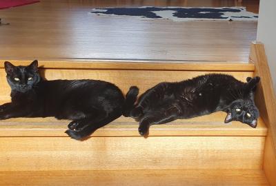 Two black cats named Coco and Ruby on wooden steps