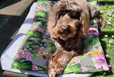 Cleo Saltmarsh Seaview Cottage