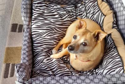 Trixie, a small tan dog, on a zebra stripe divan