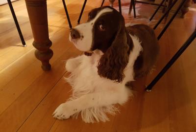 Abraham Halse Rogers -The subject, the verb, the object and Extension!