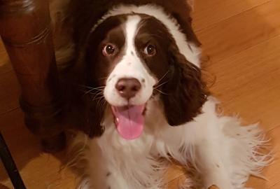 Abraham Halse Rogers with Dodo Duck 2018