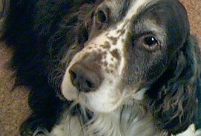 Benny Bongoloid (05_01_1994 - 05_03_2007)