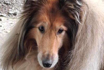 Beloved South Hobart collie Rebel Sandford